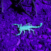 چراغ قوه زوم داریووی 365nm نانومتر مدل x71 مناسب برای سنگ شناسی،سنگ های معدنی،شکار سنگ